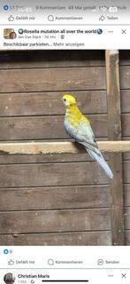 Parkieten, Dieren en Toebehoren, Vogels | Parkieten en Papegaaien, Meerdere dieren, Parkiet, Geringd