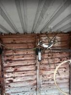 Rijstvogels wildkleur en wit, Dieren en Toebehoren, Meerdere dieren, Parkiet