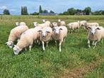 Swifter dekrammen te koop, Mannelijk, Schaap