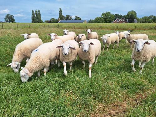 Swifter dekrammen te koop, Dieren en Toebehoren, Schapen, Geiten en Varkens, Schaap, Mannelijk