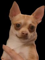 Dekreu Chihuahua – gezonde en sociale reu (2,5 jaar), Dieren en Toebehoren, Rabiës (hondsdolheid), Reu, 1 tot 2 jaar, Eén hond