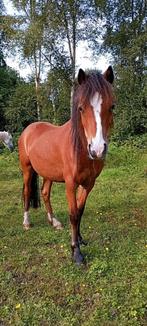 2,5 jarige Welsh a merrie, Dieren en Toebehoren, Pony's, Merrie, Ontwormd, 0 tot 2 jaar