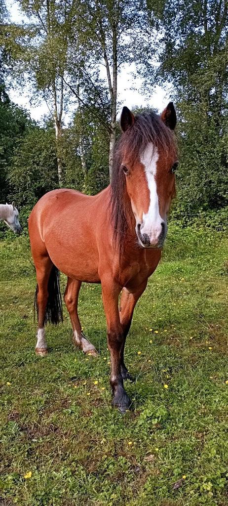 2,5 jarige Welsh a merrie, Dieren en Toebehoren, Pony's, Merrie, 0 tot 2 jaar, Ontwormd