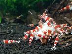 Crystal Red garnalen, Dieren en Toebehoren, Vissen | Aquariumvissen, Kreeft, Krab of Garnaal, Zoetwatervis, Schoolvis