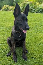 Mechelse/Hollandse herder x Duitse herder pup 15 weken, Dieren en Toebehoren, Honden | Herdershonden en Veedrijvers, 15 weken tot 1 jaar