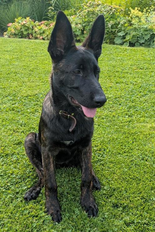 Mechelse/Hollandse herder x Duitse herder pup 15 weken, Dieren en Toebehoren, Honden | Herdershonden en Veedrijvers, Teef, Herder
