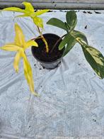 Philodendron Florida Beauty, Huis en Inrichting, Kamerplanten, Overige soorten, In pot, Minder dan 100 cm, Groene kamerplant