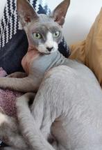 Devon rex kittens, Dieren en Toebehoren, Katten en Kittens | Raskatten | Korthaar, Meerdere dieren, Gechipt, 0 tot 2 jaar