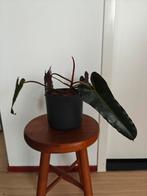 Philodendron Billietiae dark form, Huis en Inrichting, Kamerplanten, Overige soorten, Minder dan 100 cm, Ophalen of Verzenden