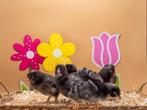 Jonge Noord Hollandse Blauwe kuikens gesekst en ingeënt, Dieren en Toebehoren, Pluimvee, Vrouwelijk, Kip