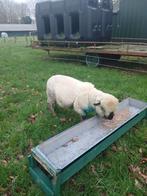 Hampshire down ram, Dieren en Toebehoren, Schapen, Geiten en Varkens, Mannelijk, Schaap