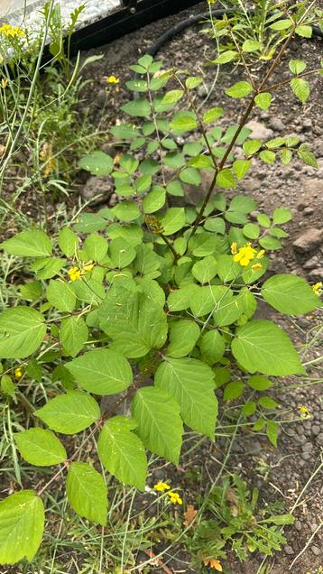 Duivelswandelstok Aralia elata beschikbaar voor biedingen