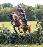 Lieve allround merrie te koop!, Dieren en Toebehoren, Merrie, Gechipt, Niet van toepassing, 160 tot 165 cm