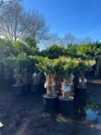 Trachycarpus wagnerianus palmbomen - palmboom. RUIME KEUZE, Vaste plant, Ophalen of Verzenden