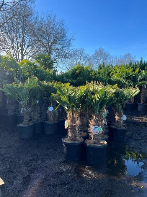Trachycarpus wagnerianus palmbomen - palmboom. RUIME KEUZE, Tuin en Terras, Planten | Tuinplanten, Vaste plant, Ophalen of Verzenden