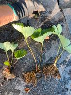 Biologische aardbeienplantjes te koop, Ophalen, Eenjarig, Groenteplanten, Volle zon