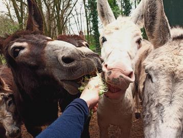 Ezelfamilie zoekt nieuw thuis beschikbaar voor biedingen