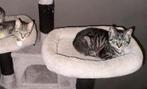 🐾 3 lieve sociale kittens🐾mogen direct opgehaald worden, Dieren en Toebehoren, Katten en Kittens | Overige Katten, Meerdere dieren