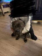 Bully xl teef te koop, Dieren en Toebehoren, Honden | Bulldogs, Pinschers en Molossers, Overige rassen, Teef, Eén hond, 3 tot 5 jaar