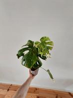 Monstera Thai constelation, Ophalen of Verzenden, Overige soorten, Minder dan 100 cm