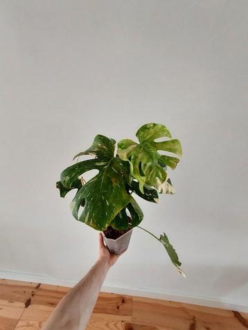 Monstera Thai constelation beschikbaar voor biedingen
