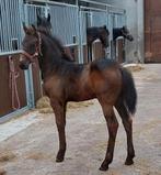 Fries hengstveulen  1e premie vol papier, Dieren en Toebehoren, Paarden, Hengst, Niet van toepassing, Minder dan 160 cm, 0 tot 2 jaar