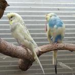 1koppel rozet parkieten, Dieren en Toebehoren, Vogels | Parkieten en Papegaaien, Meerdere dieren, Parkiet