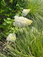 Pluimhortensia / hortensia wit 2 stuks, Volle zon, Vaste plant, Zomer, Ophalen