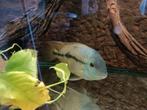 Moga cichlide, Dieren en Toebehoren, Vissen | Aquariumvissen, Vis, Zoetwatervis
