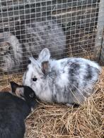 Ter dekking, Dieren en Toebehoren, December, Mannelijk, Overige typen