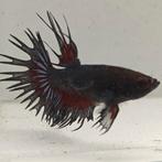 Betta splendens man 48, Dieren en Toebehoren, Vissen | Aquariumvissen, Vis