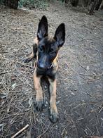 Mechelse herder teefje, Parvo, 15 weken tot 1 jaar, Teef, Eén hond