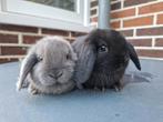 Lieve nederlands hangoor dwerg konijnen koppel, Dieren en Toebehoren, Konijnen, Meerdere dieren, Dwerg, Hangoor, 0 tot 2 jaar