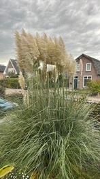 Pluimen papasgras, Tuin en Terras, Planten | Tuinplanten, Ophalen, Siergrassen, Volle zon