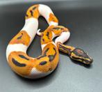 1.0 Orange Dream Pied ball python regius te koop, Dieren en Toebehoren, Slang, Tam, 0 tot 2 jaar