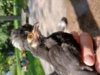 Boerenmix kriel kuikens, kippen en hanen, Dieren en Toebehoren, Pluimvee, Meerdere dieren, Kip