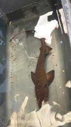 Baeri steur, Dieren en Toebehoren, Steur