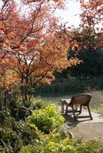 Amelanchier lamarckii Amerikaans krentenboompje herfstkleur, Tuin en Terras, Ophalen of Verzenden, Overige soorten, Struik, Minder dan 100 cm