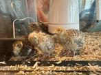 Japanse kwartel kuikens, Dieren en Toebehoren, Geslacht onbekend, Overige soorten