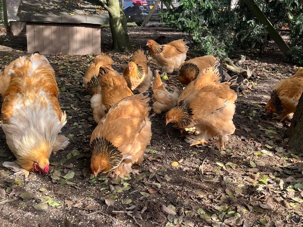 Broedeieren Brahma Buff Columbia groothoender, Dieren en Toebehoren, Pluimvee, Kip, Geslacht onbekend