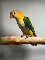 Roestkop caiques mannen 2, Dieren en Toebehoren, Vogels | Parkieten en Papegaaien, Mannelijk, Papegaai, Geringd