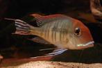 Zuid Amerikaanse Cichliden: Geophagus pyrocephalus (Tapajos, Vis, Zoetwatervis