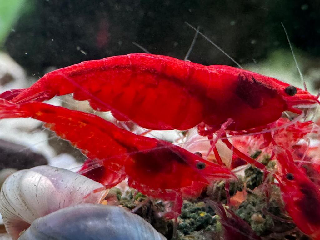 Neocaridina Bloody Mary, Kreeft, Krab of Garnaal, Zoetwatervis
