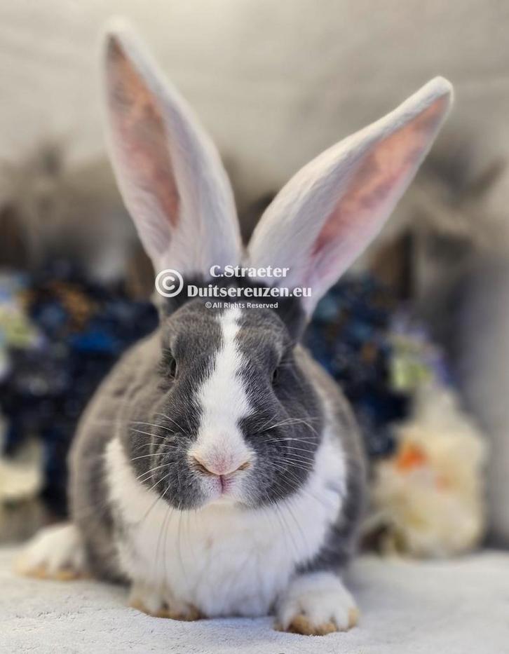 Duitse reuzen Rambo junior bloedlijn, Dieren en Toebehoren, Konijnen, Groot, Meerdere dieren, 0 tot 2 jaar