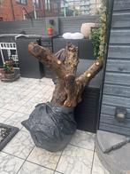 Mooie boomstam olijfboom, Dieren en Toebehoren, Pluimvee, Mannelijk, Kip