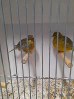Fyfe fancy, Dieren en Toebehoren, Meerdere dieren, Postuurkanarie