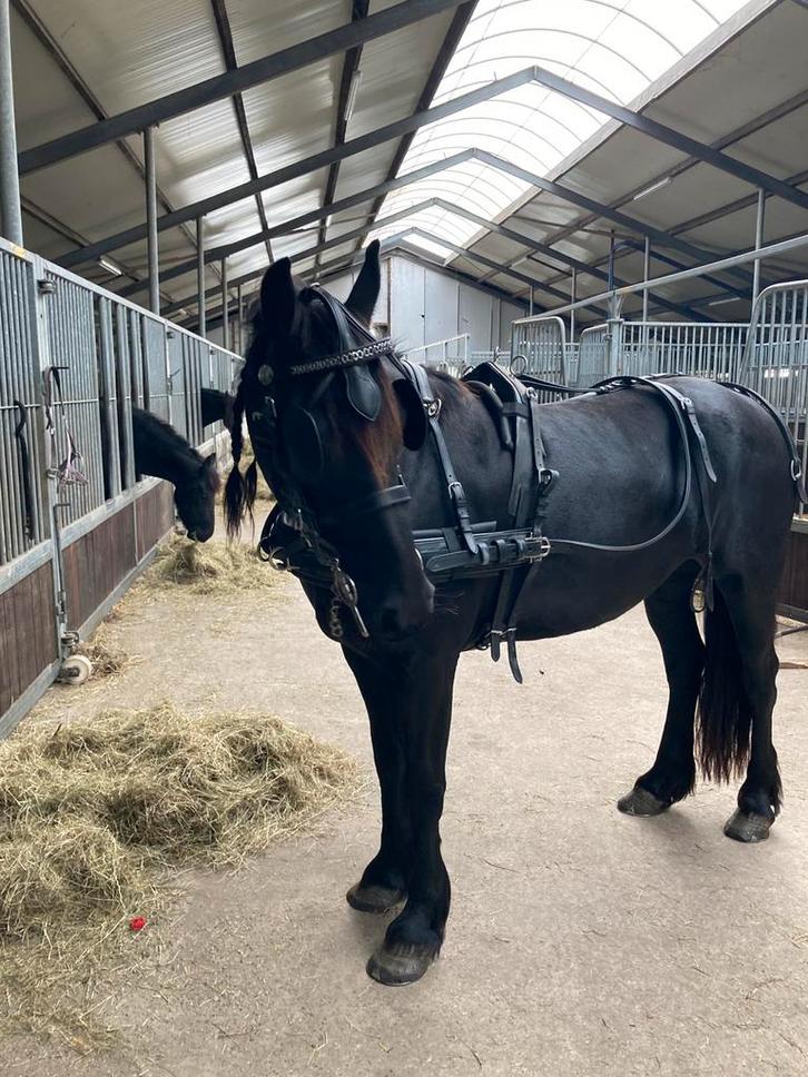 Nieuw Tweespan tuig compleet van idealharness mentuig, Dieren en Toebehoren, Paarden en Pony's | Hoofdstellen en Tuigage, Nieuw