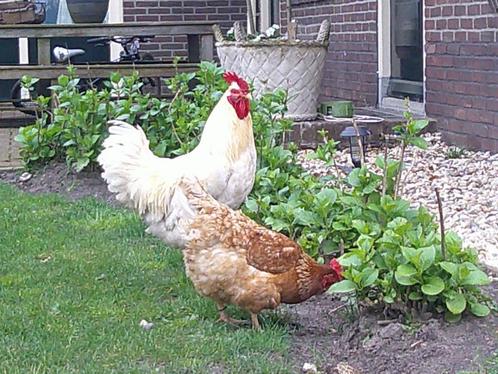 Lohmann Broedeieren / Wyandotte kriel broedeieren, Dieren en Toebehoren, Pluimvee, Kip, Meerdere dieren