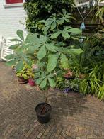 Kastanje boompje, bio., Ophalen, Overige soorten, Minder dan 100 cm