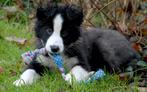 Border collie pups raszuiver bordercollie, Dieren en Toebehoren, Honden | Herdershonden en Veedrijvers, Rabiës (hondsdolheid)